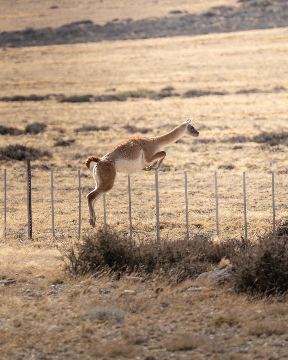 Final Frontier Patagonia tweet media