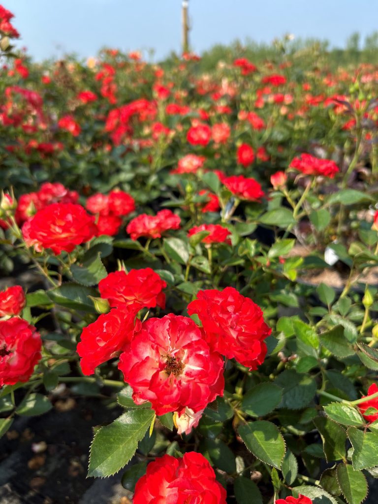 Colleen Zacharias tweet media