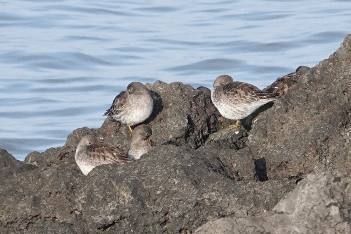 Steve Rosser tweet media