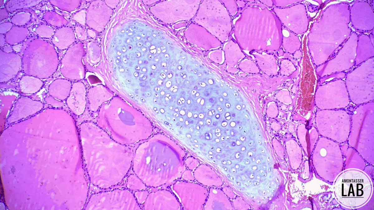 Ahmed Montasser tweet media