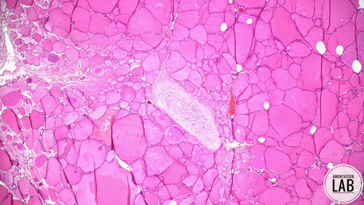 Ahmed Montasser tweet media