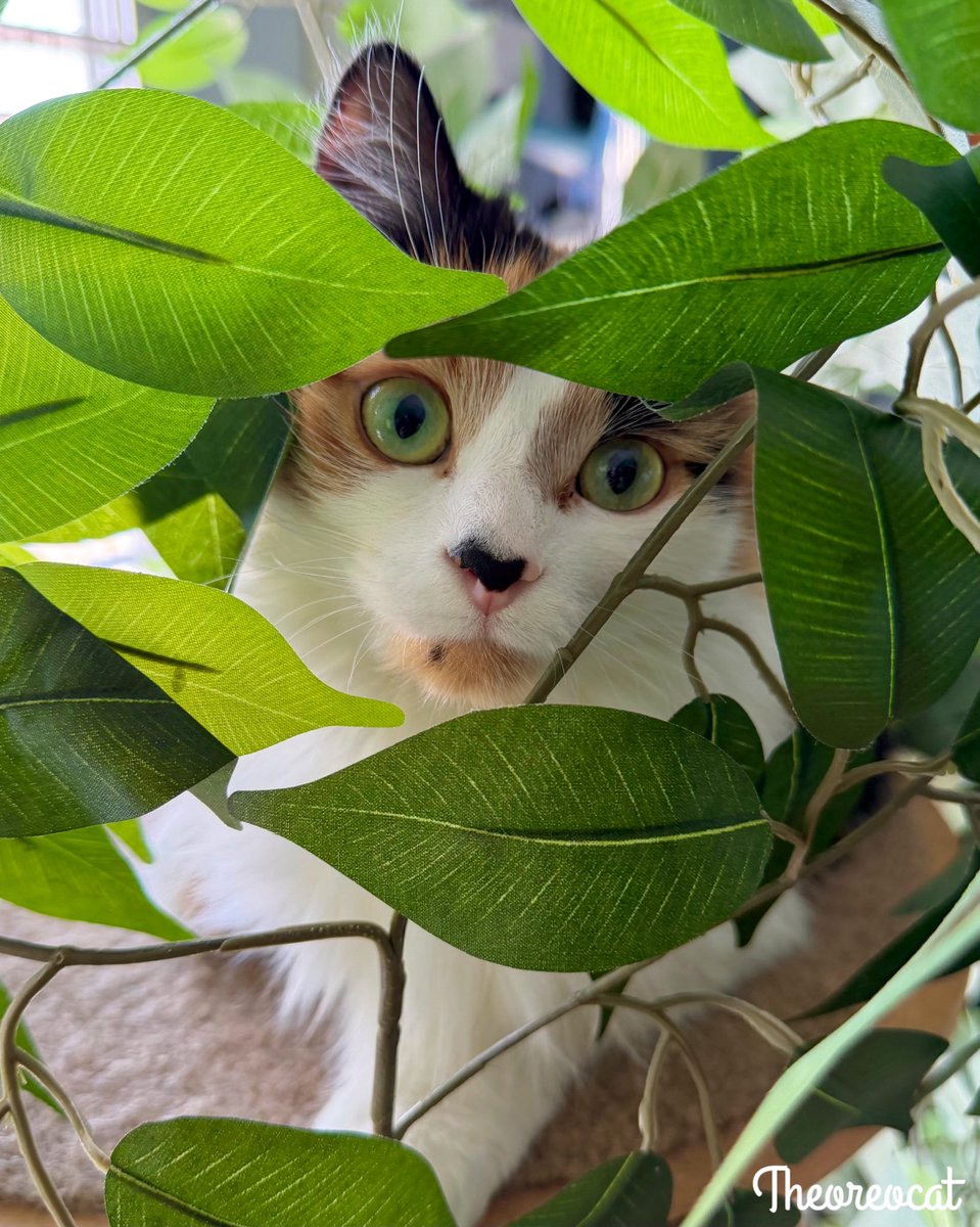 The Oreo Cat tweet media