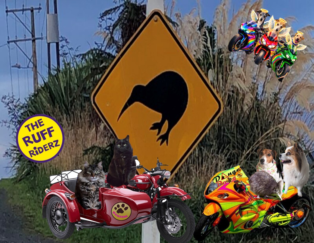 SassyTheMinPin tweet media