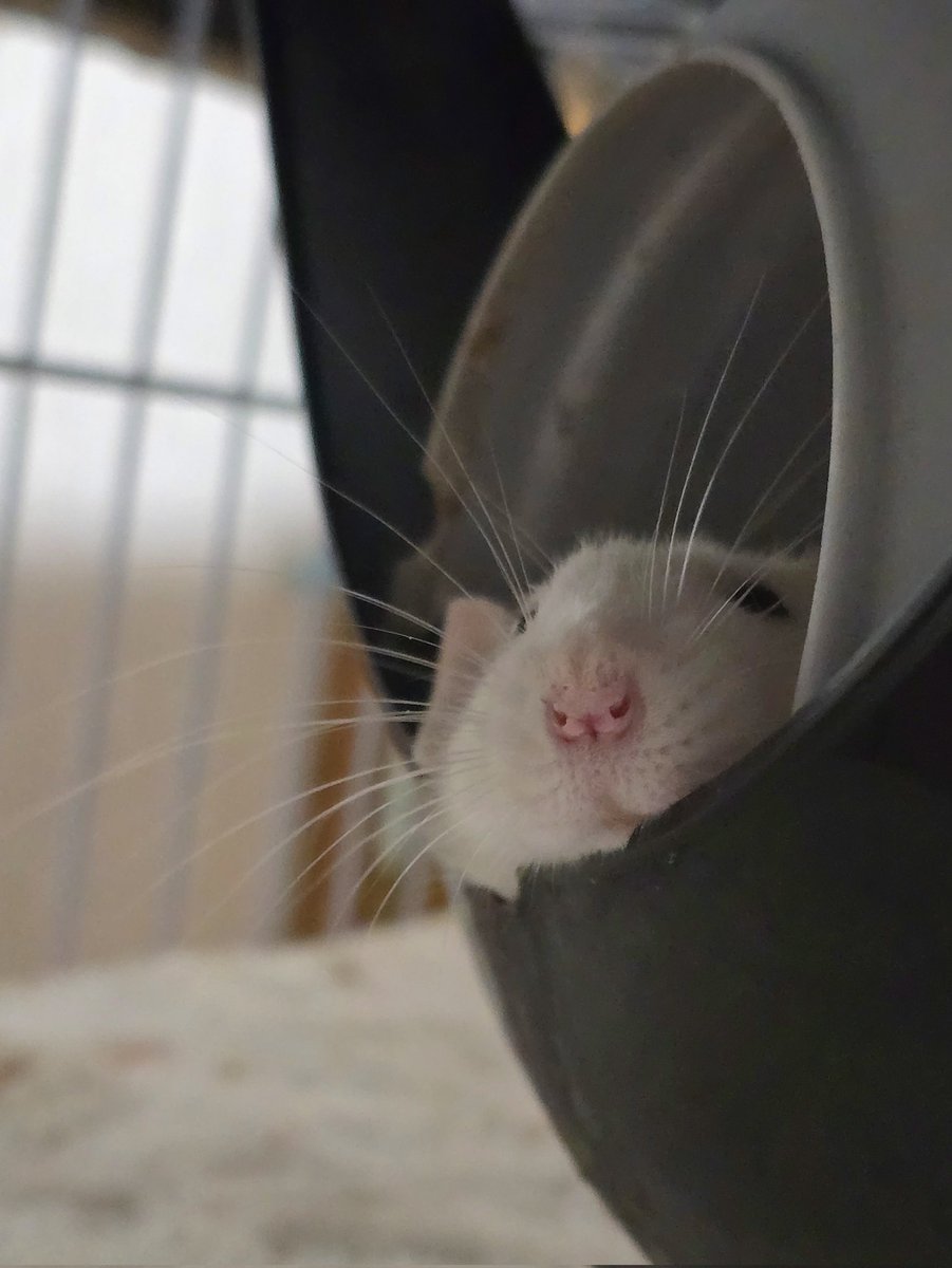 ねむい tweet media