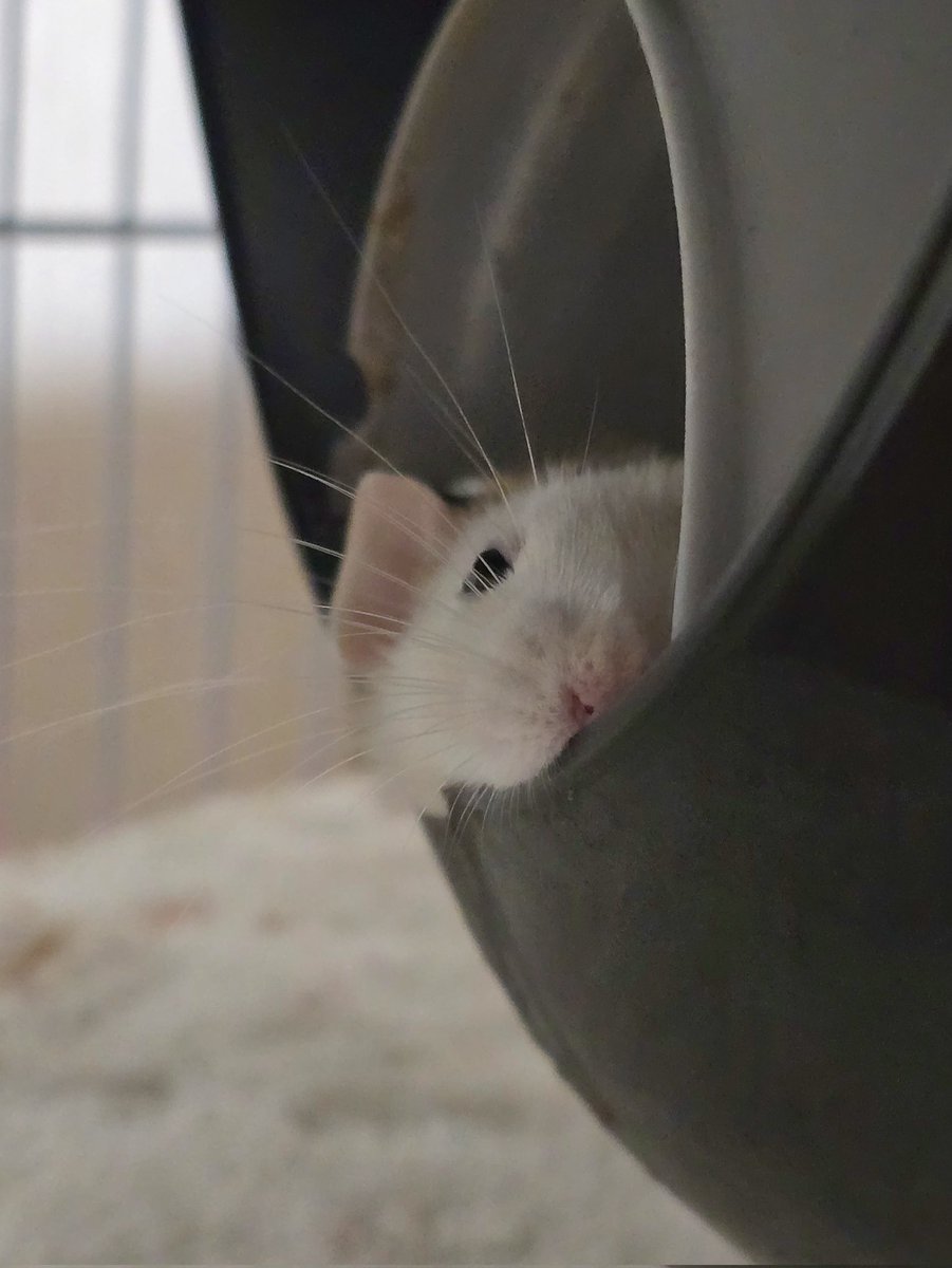 ねむい tweet media