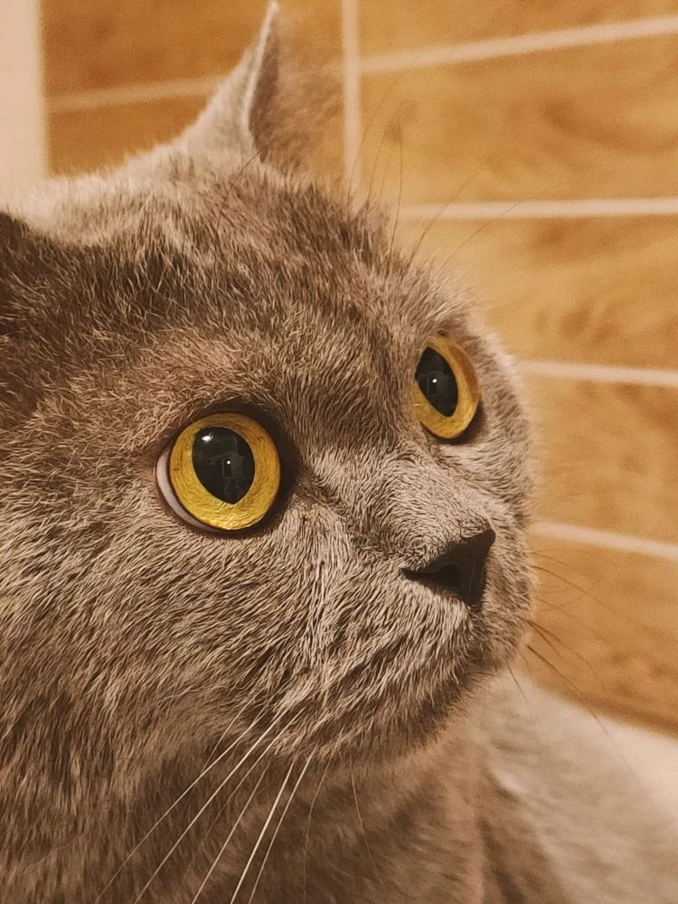 🇮🇷Как Лана дель Рей, только Поне дель ченко tweet media