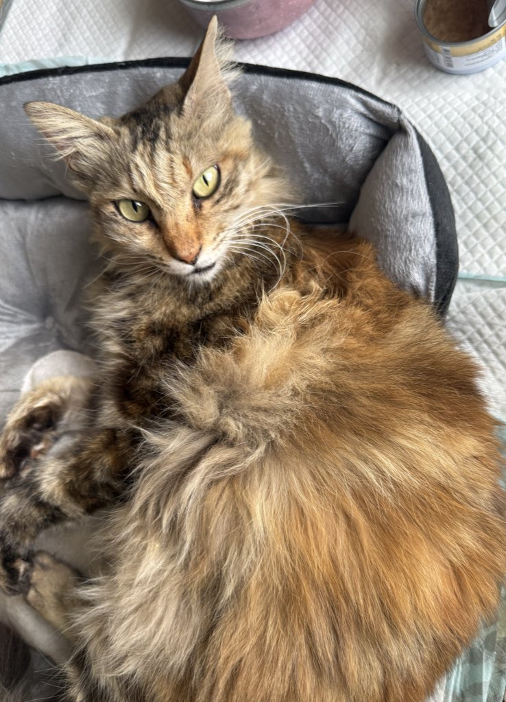 球隊學生♊ tweet media