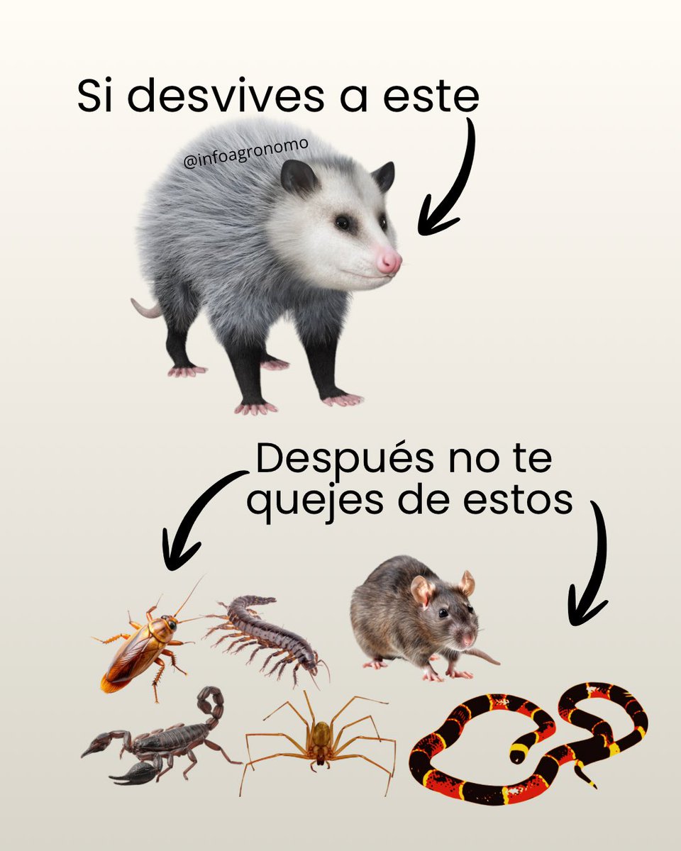 InfoAgrónomo tweet media