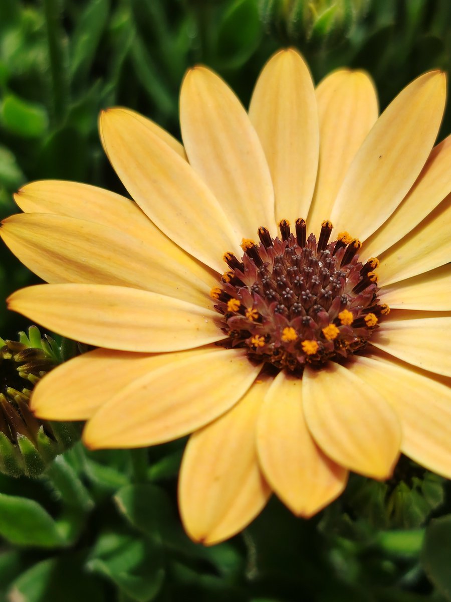 Aoibu Owner tweet media