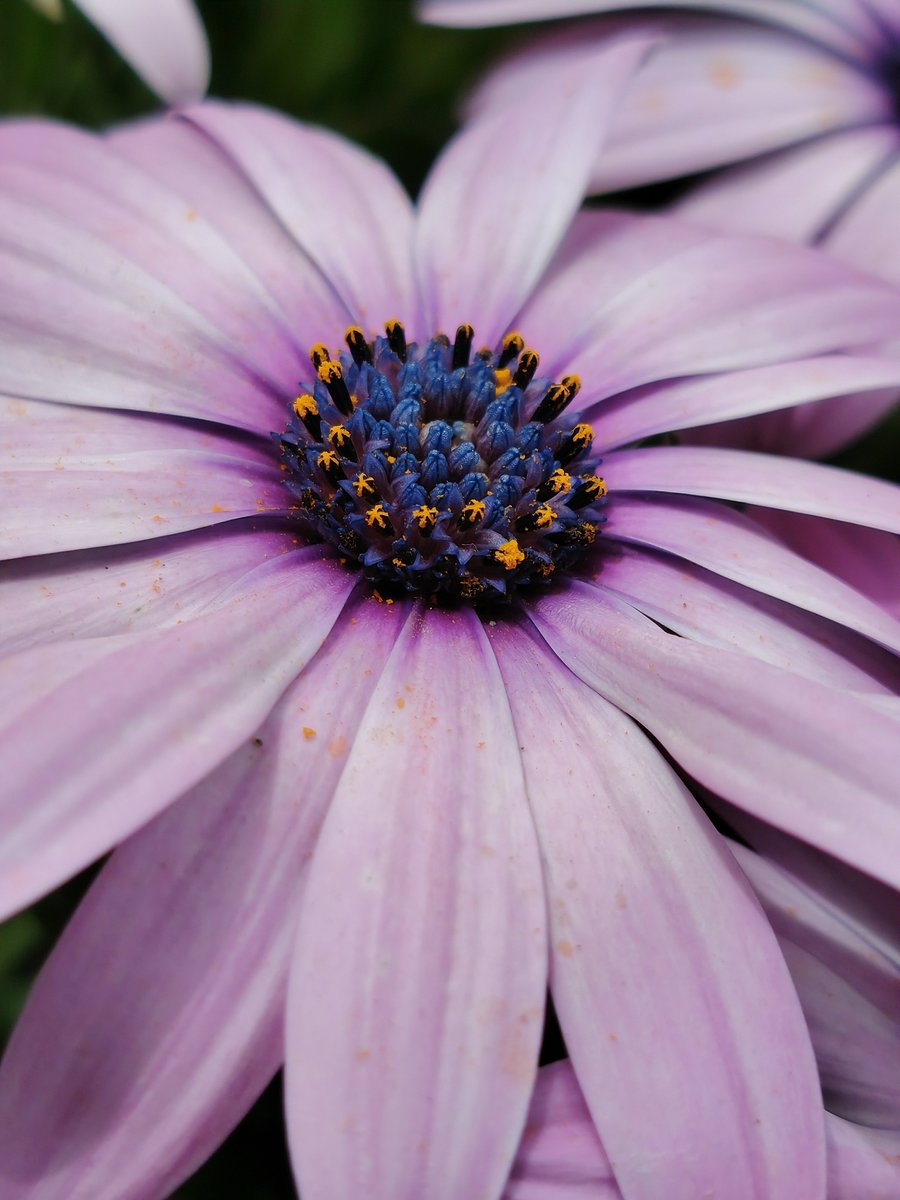 Aoibu Owner tweet media