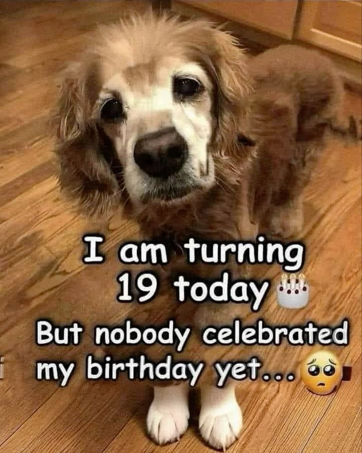 Dog Lovers tweet media