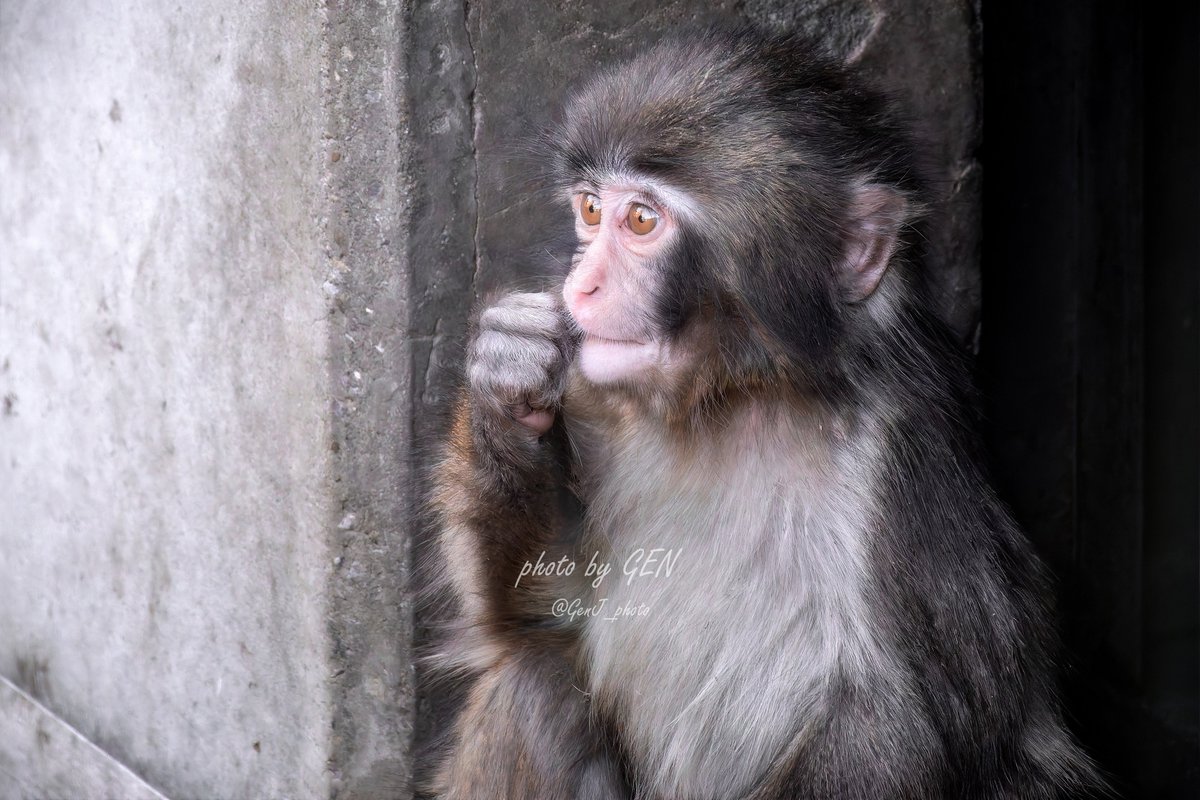 パンチくんとオランママ tweet media