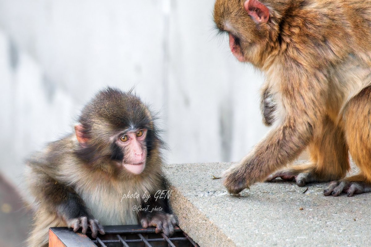 パンチくんとオランママ tweet media