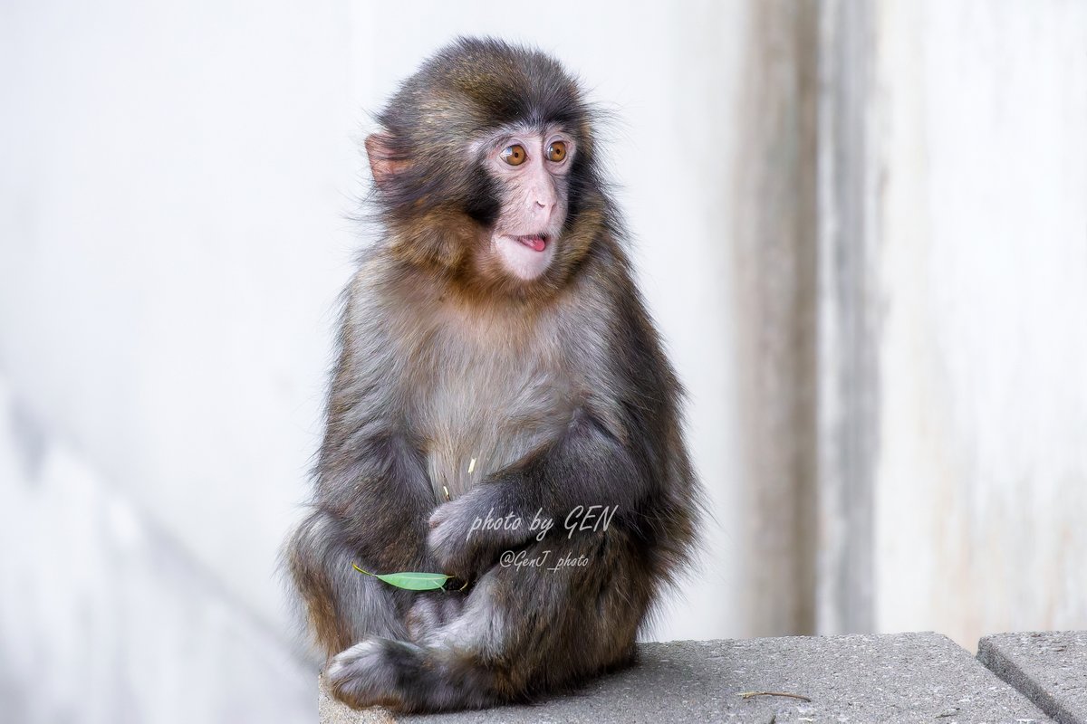 パンチくんとオランママ tweet media