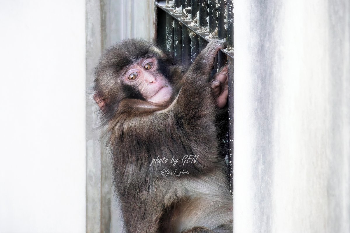 パンチくんとオランママ tweet media