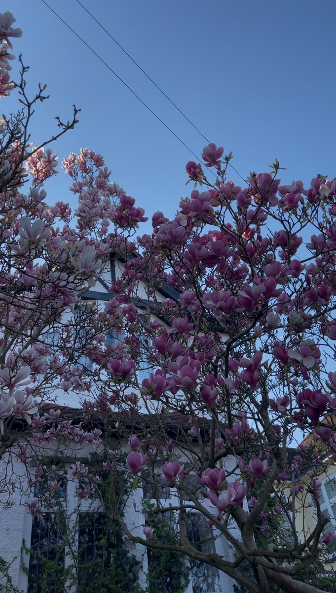 Mithila Phadke tweet media