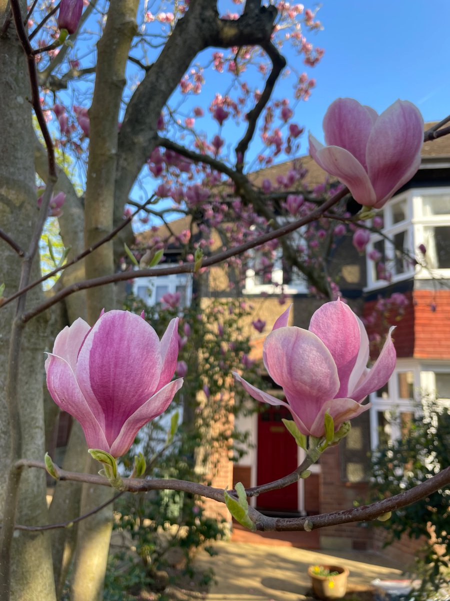 Mithila Phadke tweet media