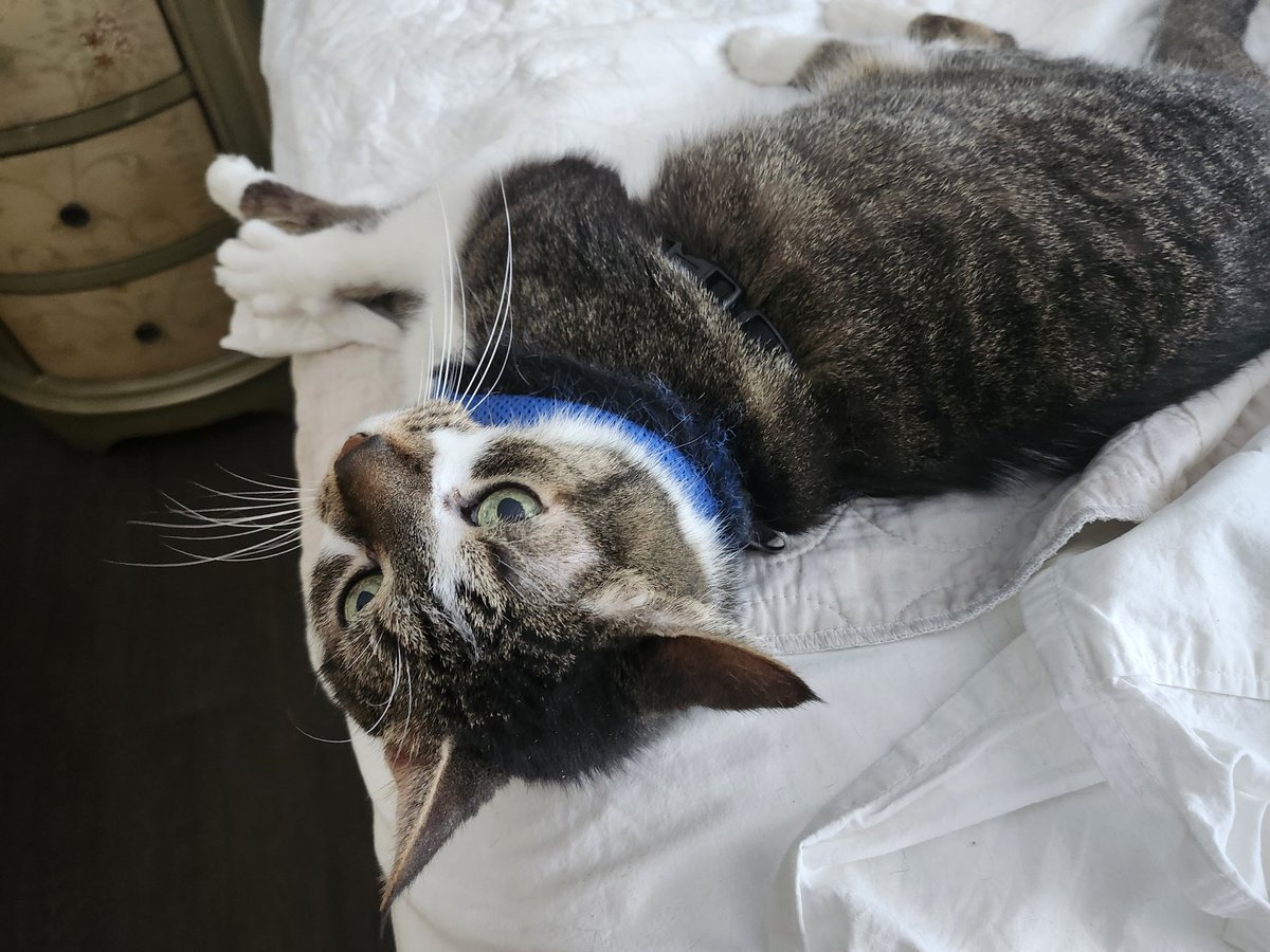 MIMI THE TABBY😺 tweet media