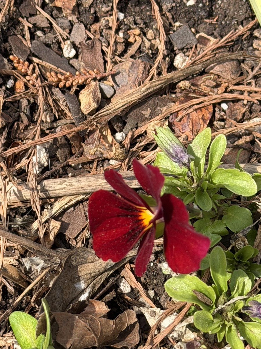 mary bartkowski tweet media