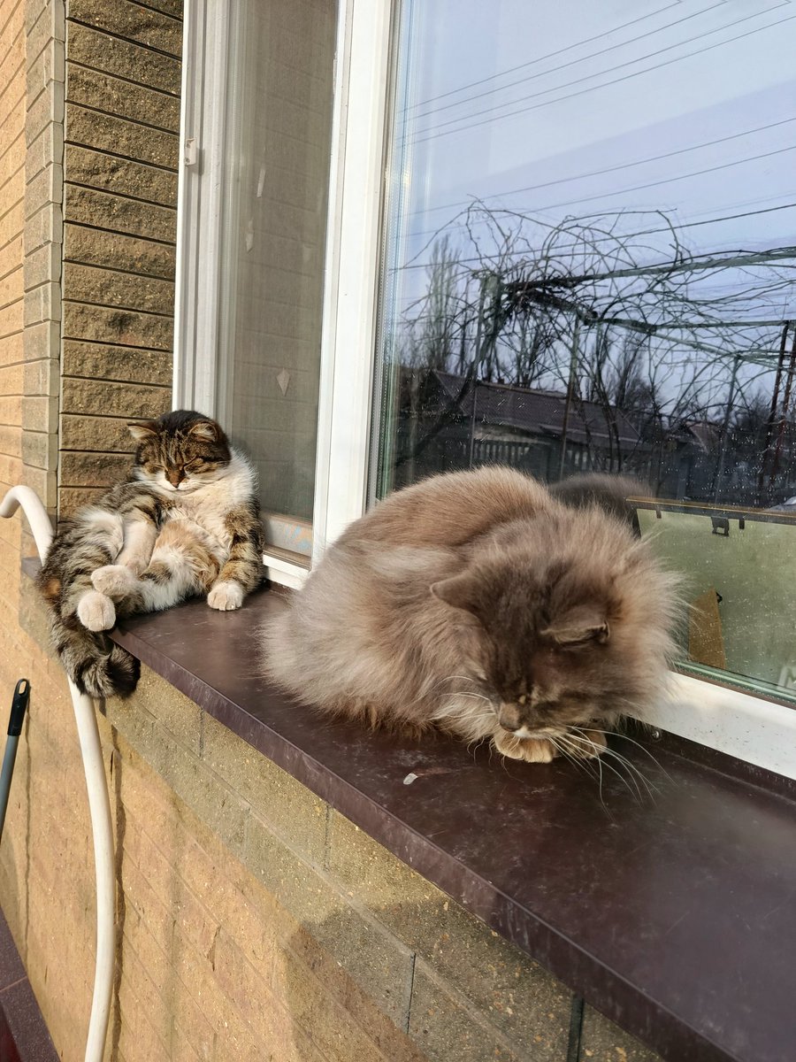 Електрокіт tweet media