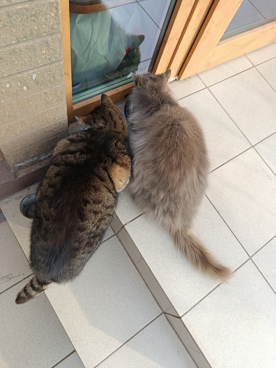 Електрокіт tweet media