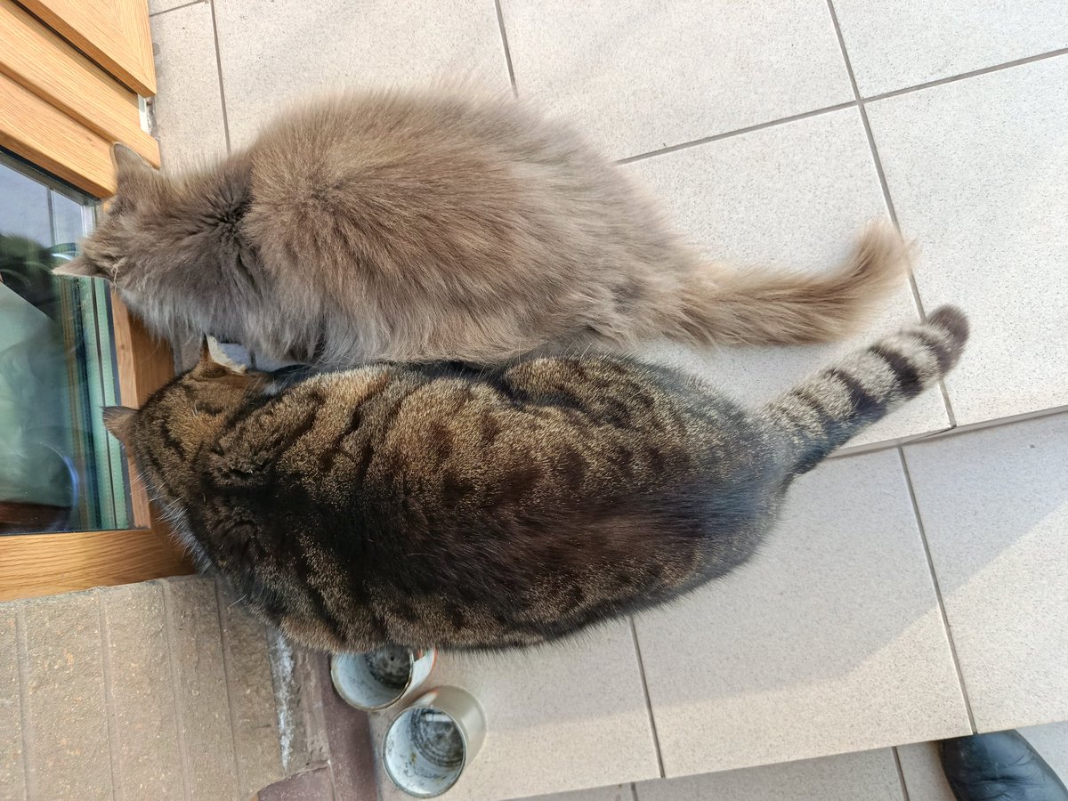 Електрокіт tweet media