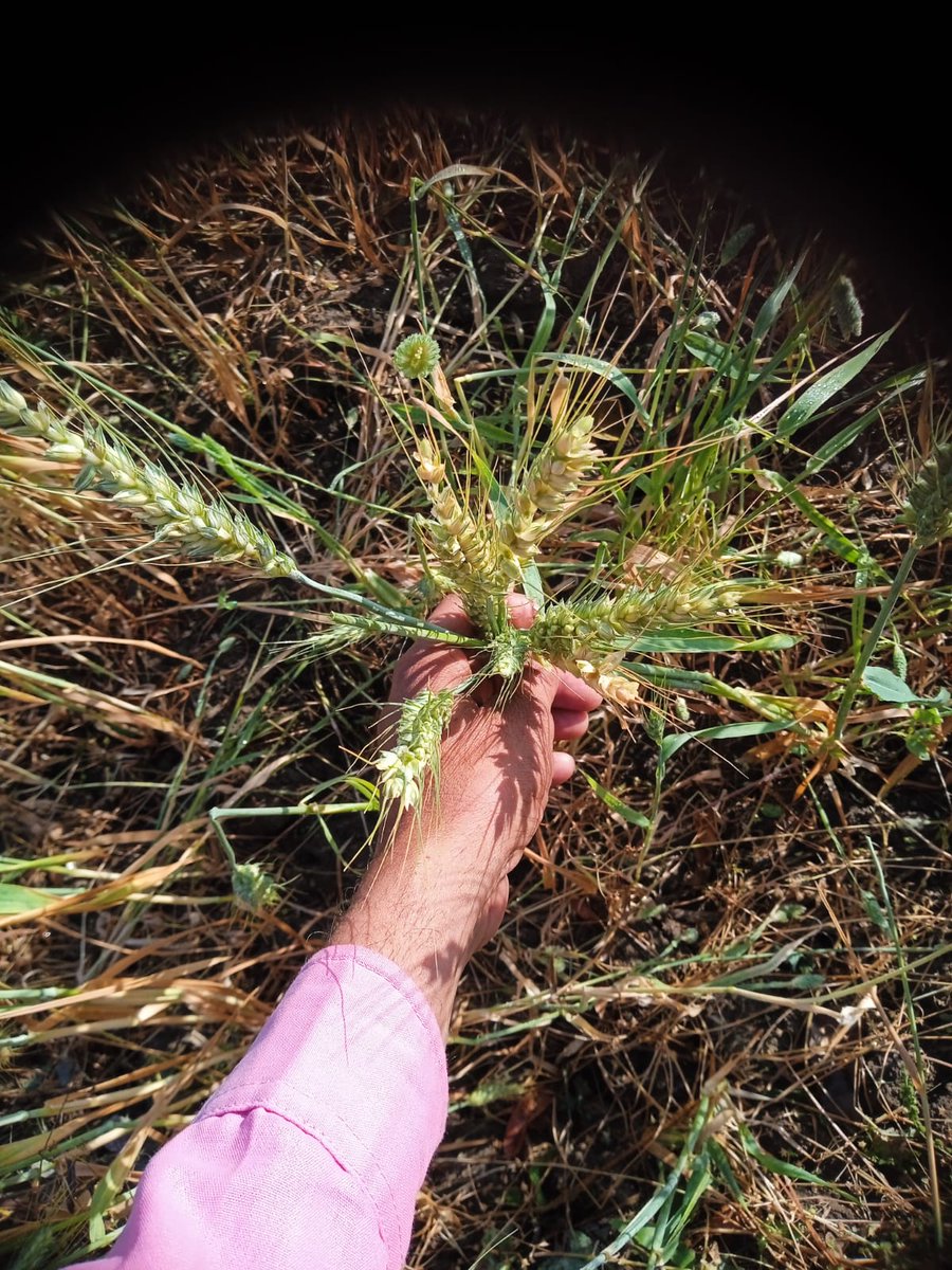 kashi ram Lodhi tweet media