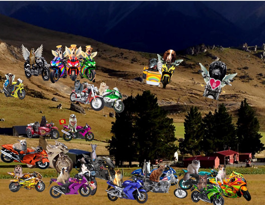 SassyTheMinPin tweet media