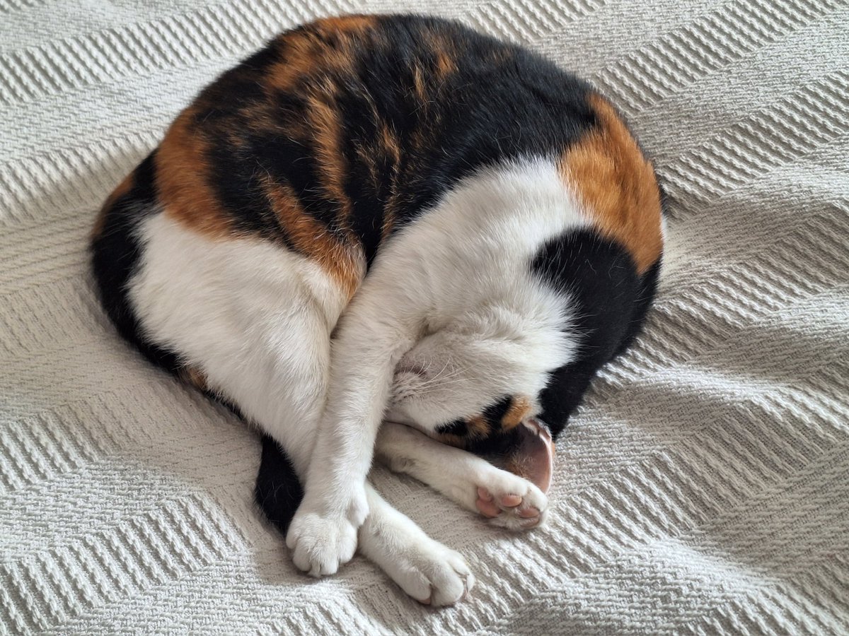 crankycatprof's tweet photo. @heavensbvnny https://t.co/H9BIcgX0gh