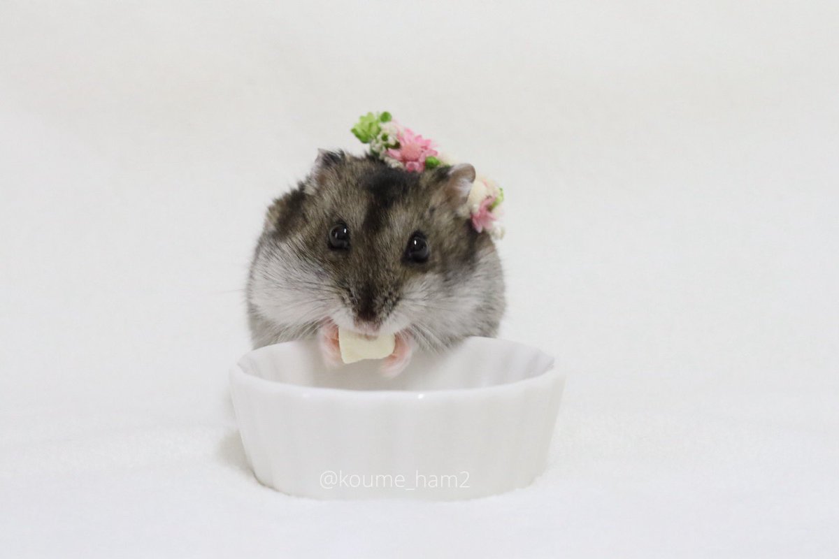 こうめ❀.*・゚なぎ❁⃘*.゚ tweet media
