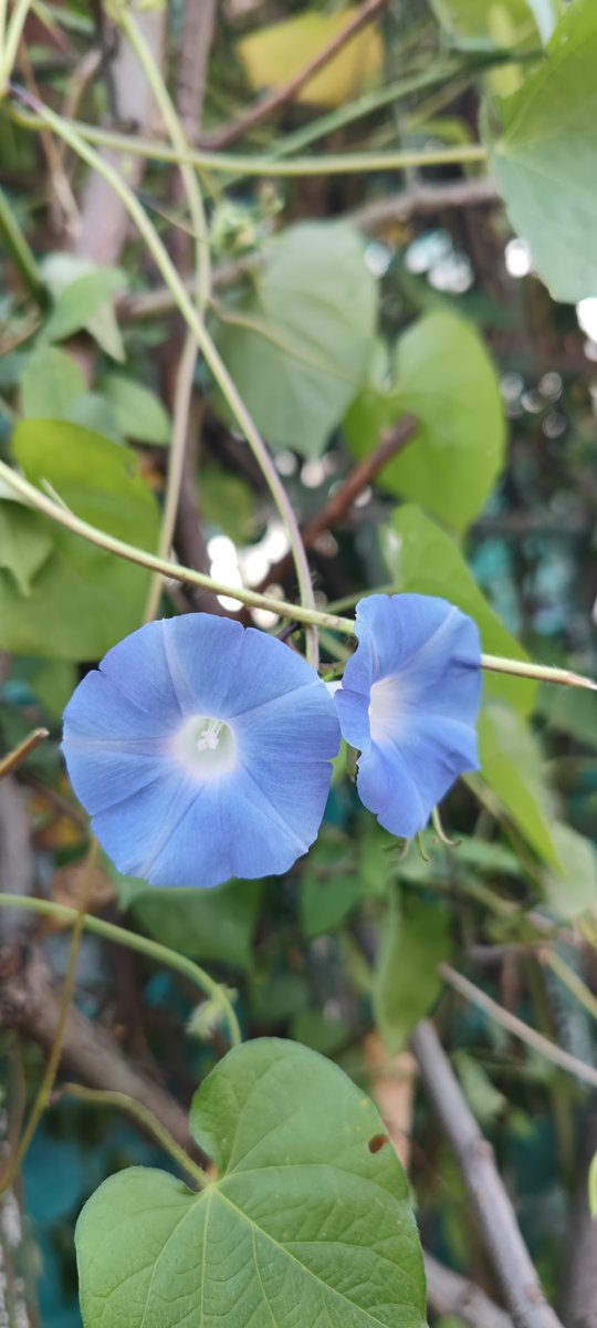 Heather Snider tweet media