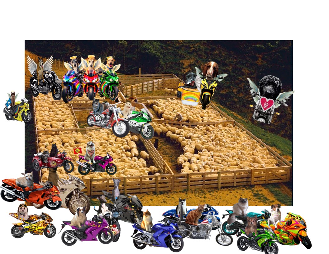 SassyTheMinPin tweet media