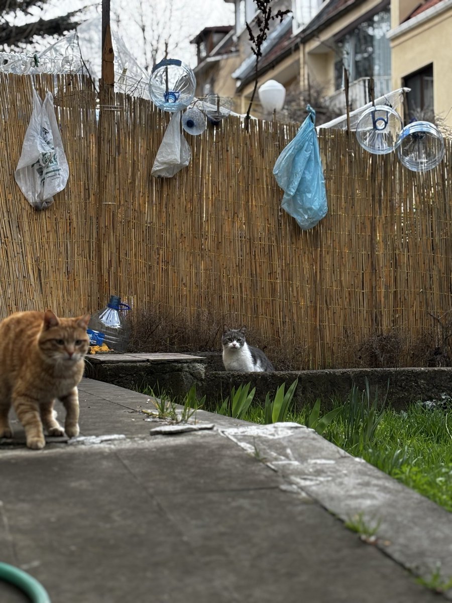 Haiku / Locked in tweet media