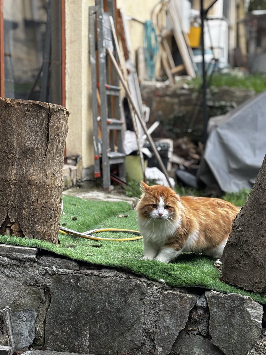 Haiku / Locked in tweet media