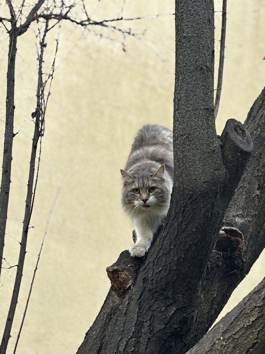 Haiku / Locked in tweet media