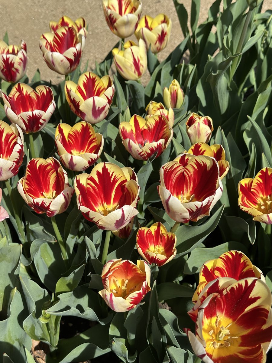 Ricky 🫑🍵 tweet media