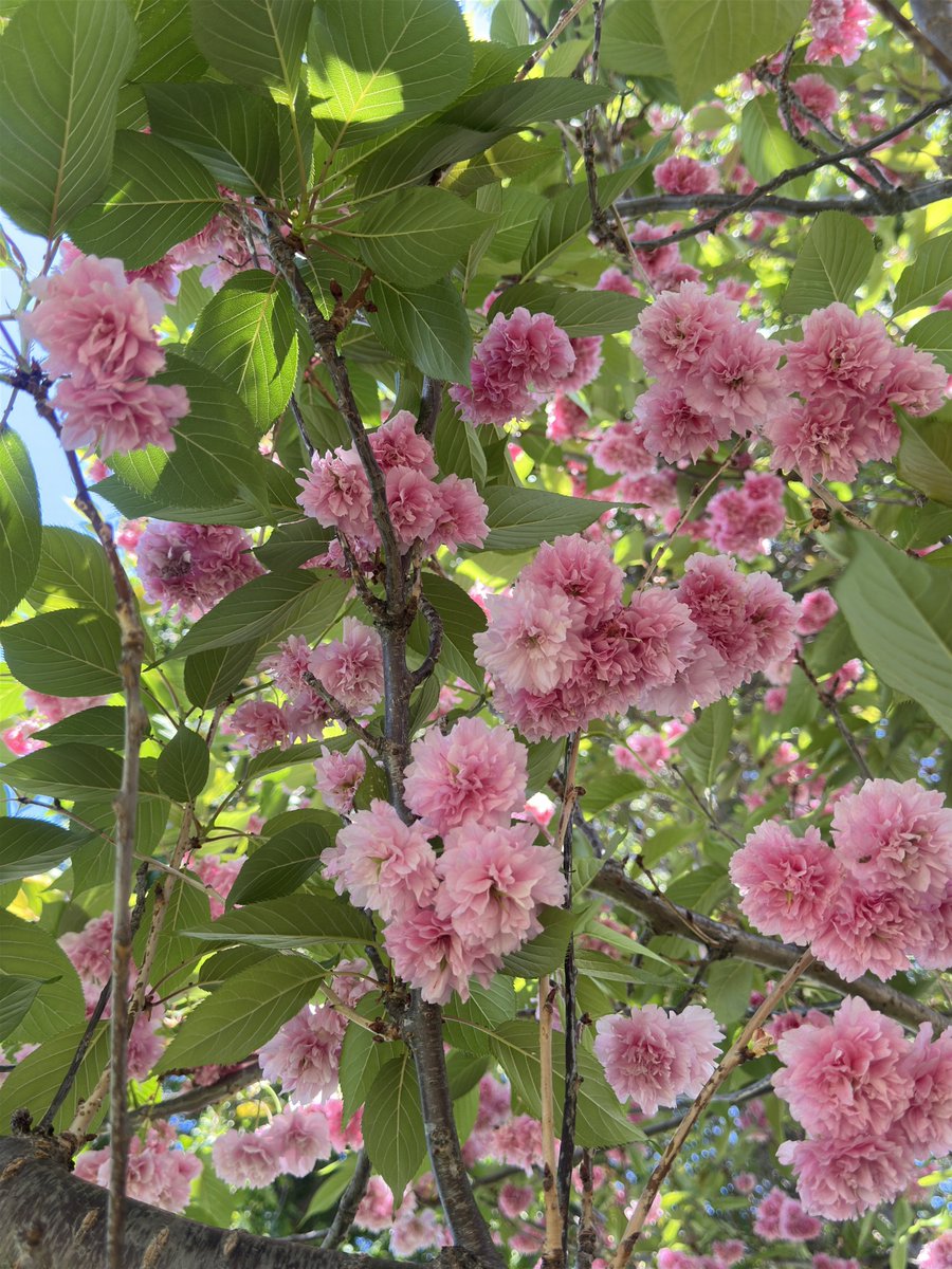 Ricky 🫑🍵 tweet media