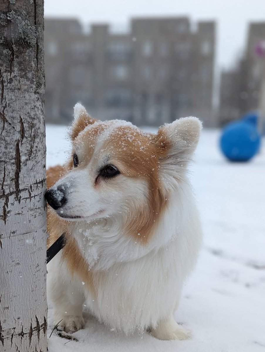 Kimchithecorgi tweet media