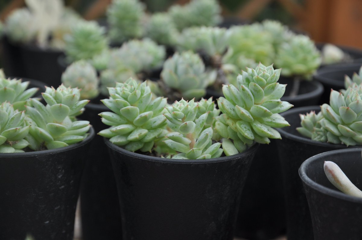 Frederico Fernandes tweet media