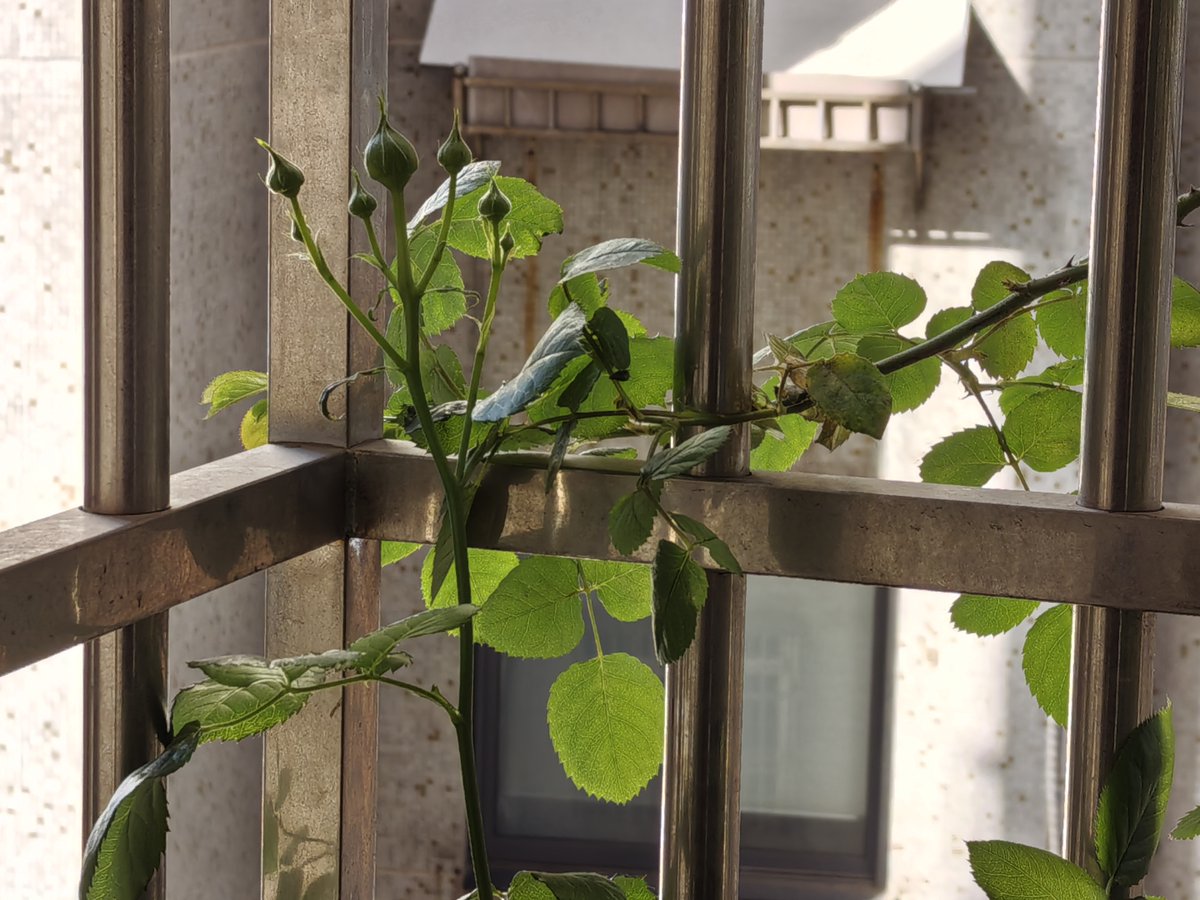 camilitha tweet media