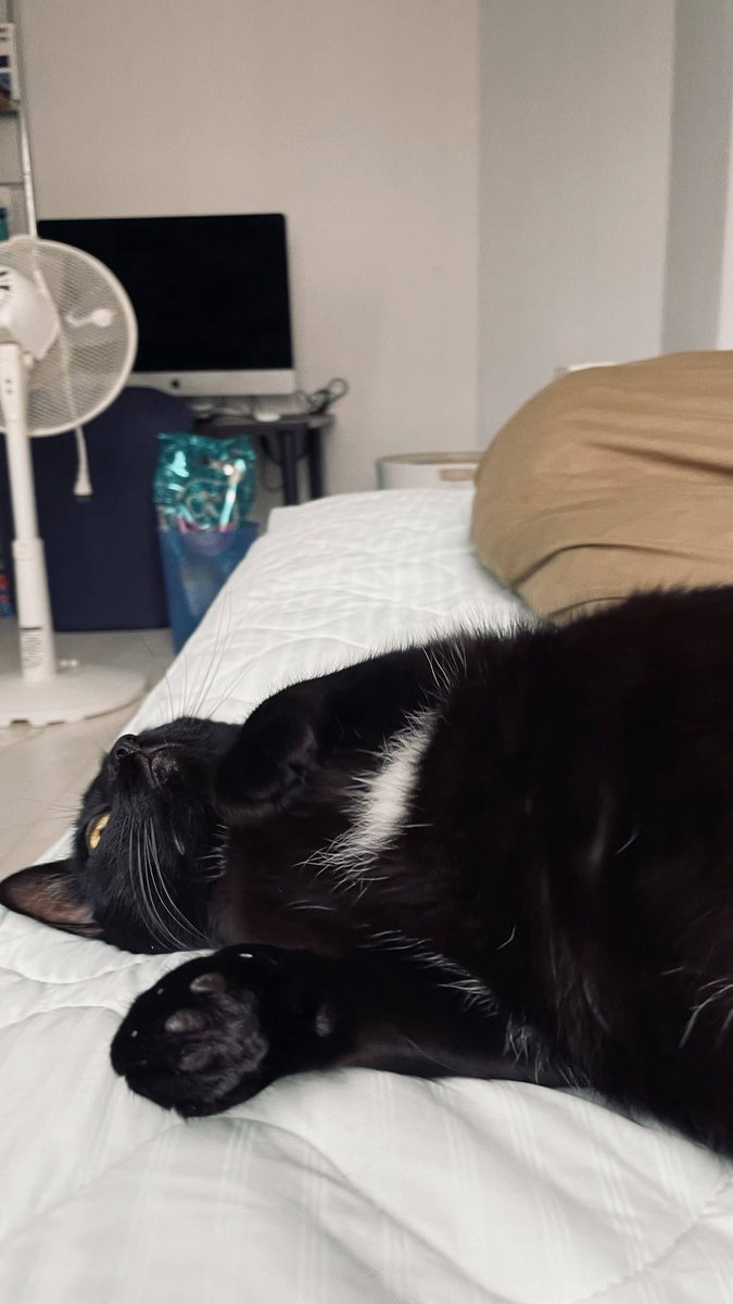 猫教授 tweet media