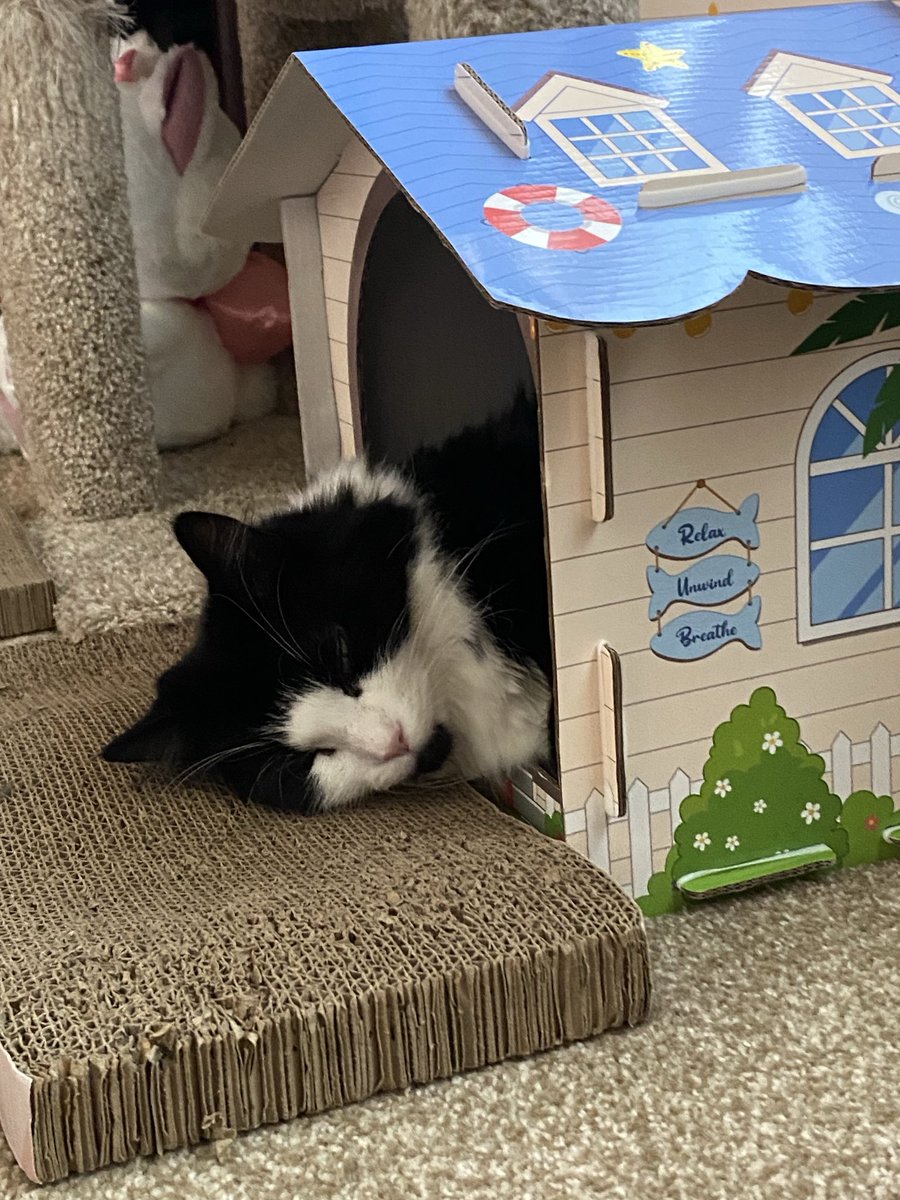 Sally & Sabrina🐾🖤🤍 🐈‍⬛ 🐾🖤🐈‍⬛ tweet media