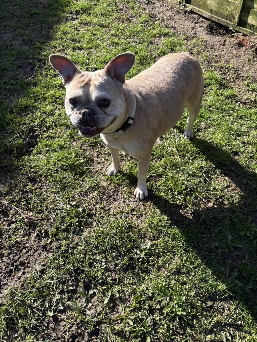 Rescue dogs for rehoming tweet media