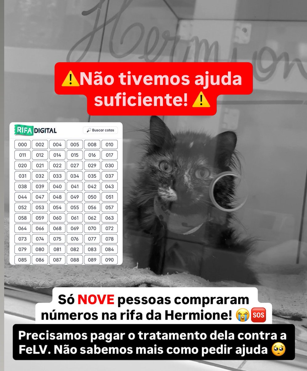 Projeto Mia Casa 🐱 tweet media
