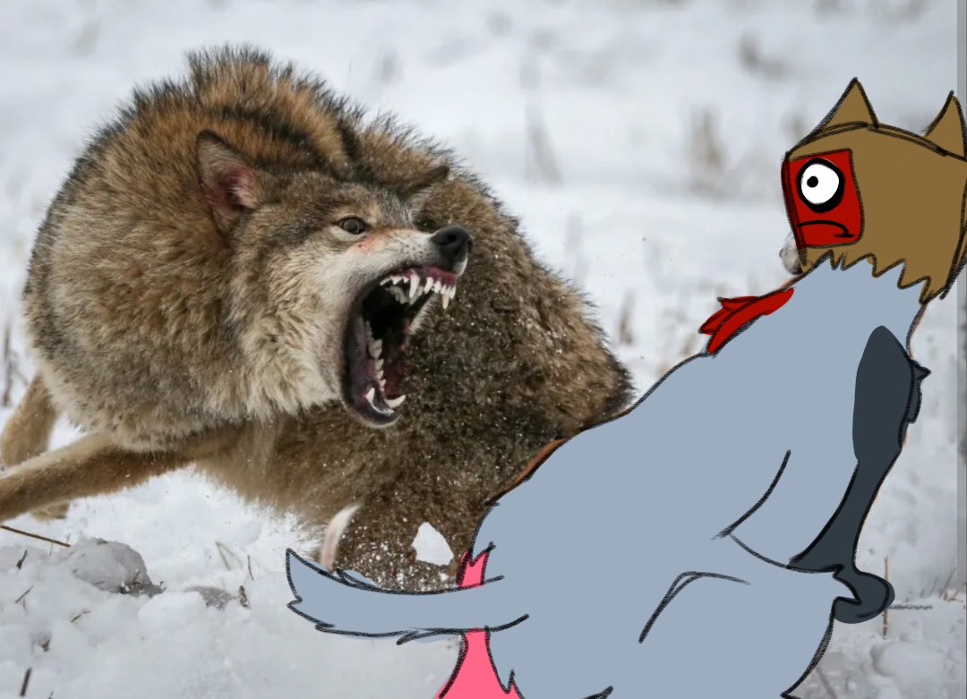 guy with tqbf profile picture tweet media