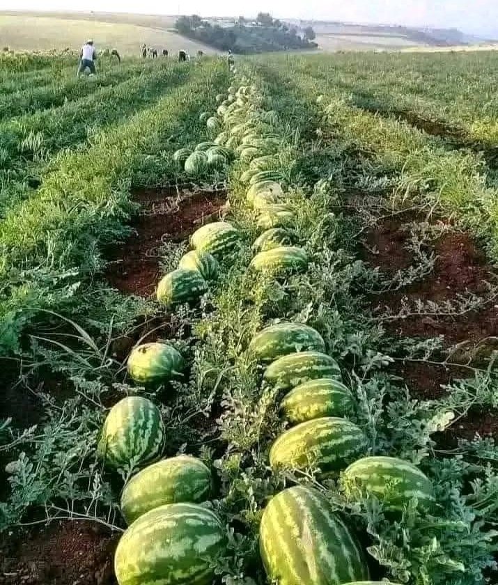 Iradukunda1650's tweet image. Watermelon farming brings sweet profits 🍉.High demand means real market opportunity.With good management, yields and income grow fast.#Youth start agriculture business will fruitful more.
#StartSmall, #ThinkBig and grow wealth from the soil #ForLife✊