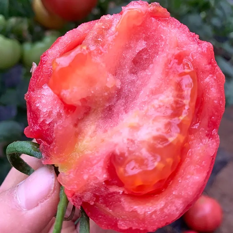 Kristen Lanvin tweet media