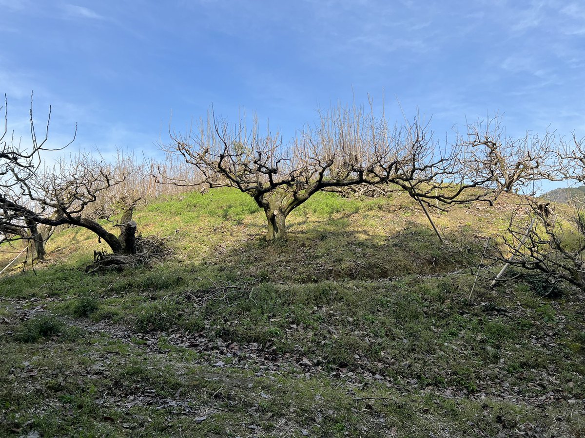 Sou_curator tweet media