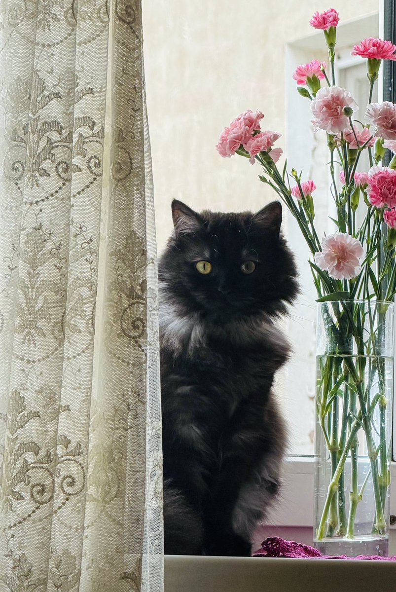 🐾kitekat не предл0гать🐾 tweet media