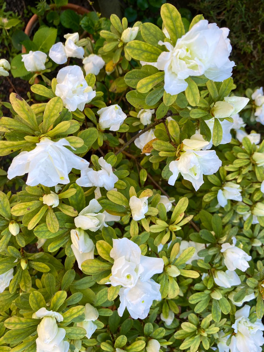 Gemma Busquets Ros tweet media